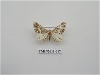 藏品(尺蛾128)的圖片